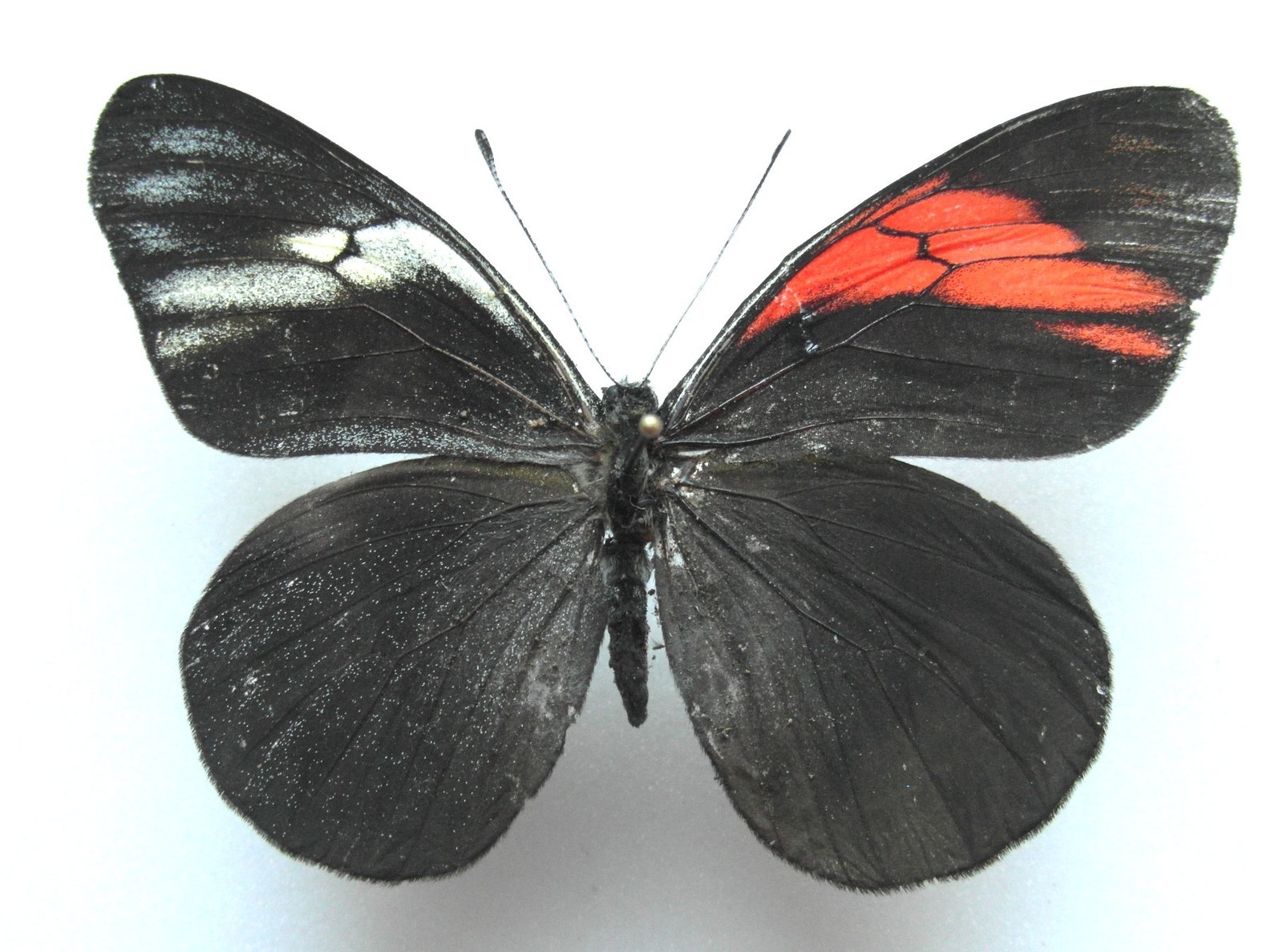 Pereute charops bilateral gynandromorph 1 (Internet Image property of respective owner, non-commercial use only)